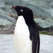 Adelie Penguin