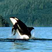 Go Orca Spotting (BC)