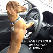 Not Use Their Turn Signals