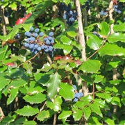 Oregon-Grape (Mahonia Aquifolium)