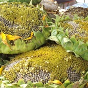 Sunflower Developed as Oil Producing Crop (1945)