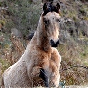 Australian Brumby