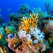 See a Coral Reef