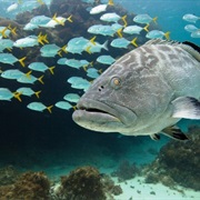 Hol Chan Marine Reserve, Belize