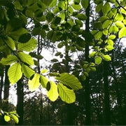 What Is Photosynthesis?