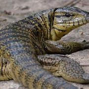 Asa Wright Nature Center, Trinidad & Tobago
