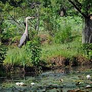 Kenilworth Park and Aquatic Gardens