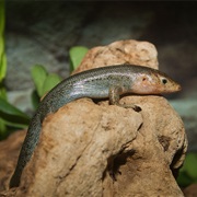 Bermuda Rock Skink