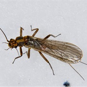 Stonefly