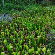 Darlingtonia State Natural Site, Oregon