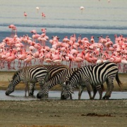 Lake Manyara, Tanzania