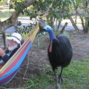 Cassowary