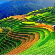 Rice Terraces of Mu Cang Chai, Vietnam
