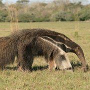 Giant Anteater (Myrmecophaga Tridactyla)