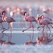 Korgalzhyn State Nature Reserve, Kazakhstan
