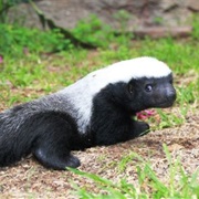 Honey Badger