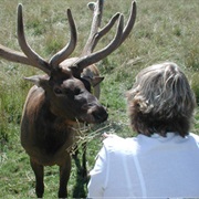 Rosse Posse Acres Elk Farm &amp; Petting Zoo