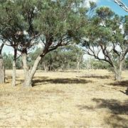 Forest Den National Park (QLD)