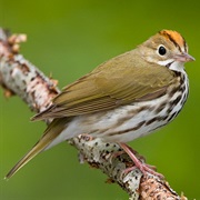 Ovenbird