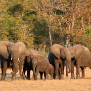 A Parade of Elephants