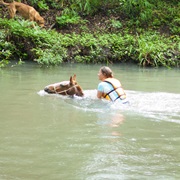 Swim With a Horse