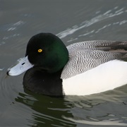 Scaups