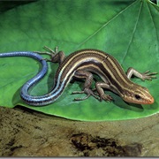 Mole Skink