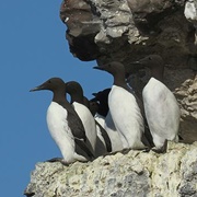 Rathkin Island, Copeland Islands & Outer Ards Coast, Northern Island