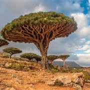 Dragon Trees, Yemen