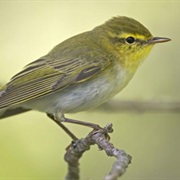 Wood Warbler