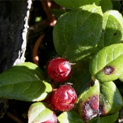 Western Teaberry (Gaultheria Ovatifolia)