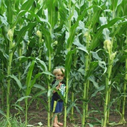 Playing in Corn Fields