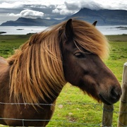 Icelandic Horse