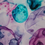 Life-Forms That Eat Bacteria Discovered (1916)