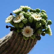 Saguaro Cactus Blossom