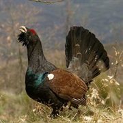 Sierra De Los Ancares / S Do Courel, Spain