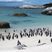 See Penguins in Cape Town