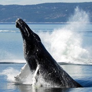 Watch Whales at Saguenay-St. Lawrence Marine Park