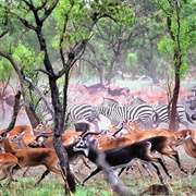 Dinder National Park, Sudan