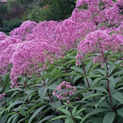 Joe-Pye-Weed