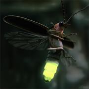 Firefly