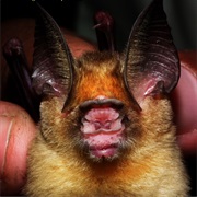 Kolar Leaf-Nosed Bat