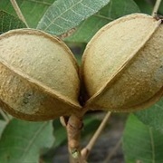 Nutmeg Hickory (Carya Myristiciformis)