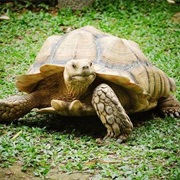 The Live Turtle and Tortoise Museum, Chinese Gardens, Singapore