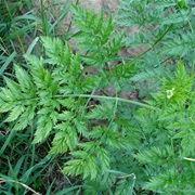 Turnip-Rooted Chervil (Chaerophyllum Bulbosum)