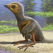 Prehistoric Rare Bird