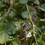 California Wild Grape (Vitis Californica)