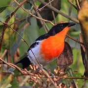 Braun's Bushshrike