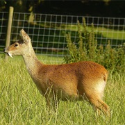 Water Deer