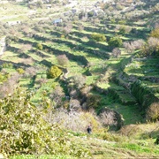 Olives and Vines, Palestine